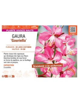GAURA GAURIELLA