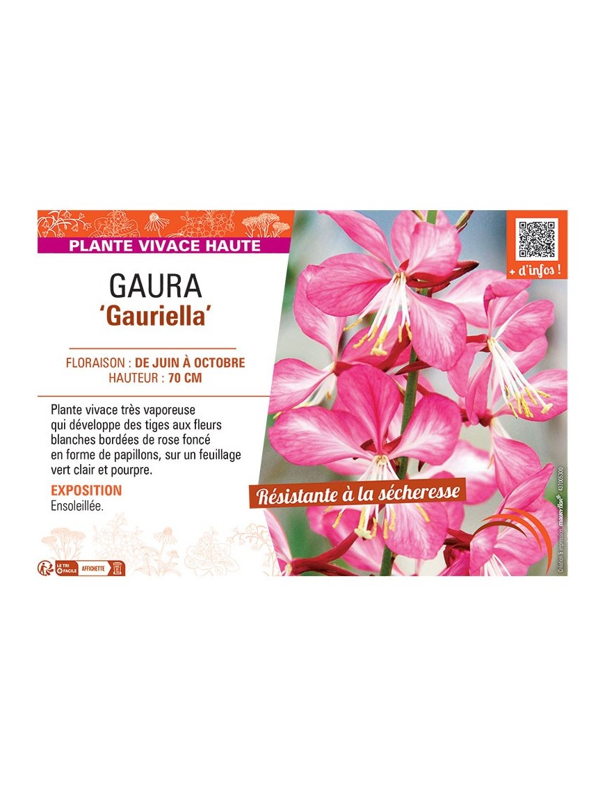 GAURA GAURIELLA