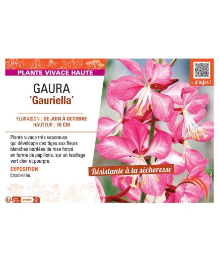 GAURA GAURIELLA