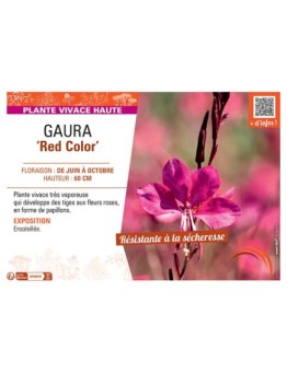 GAURA RED COLOR