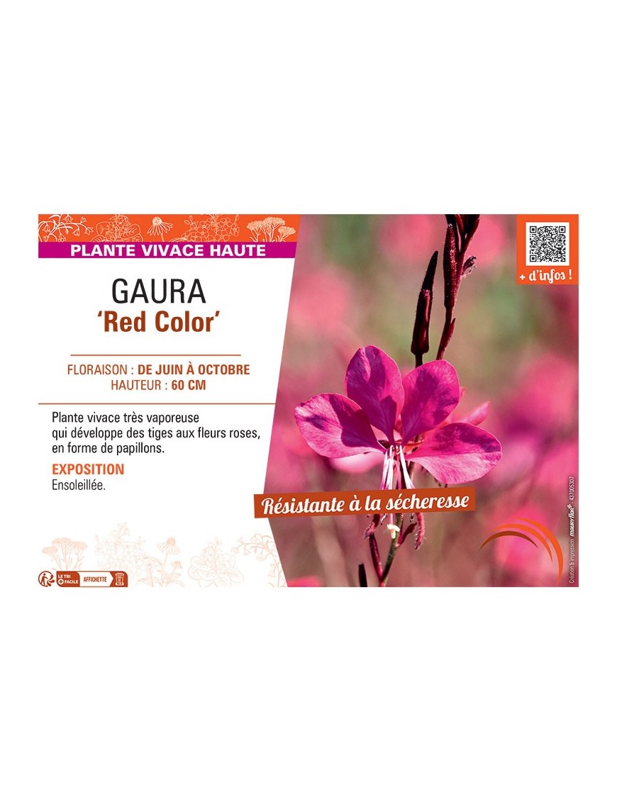 GAURA RED COLOR