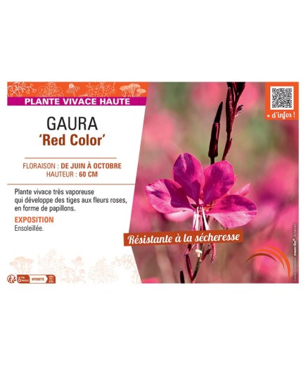 GAURA RED COLOR