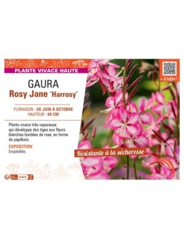 GAURA ROSY JANE Harrosy