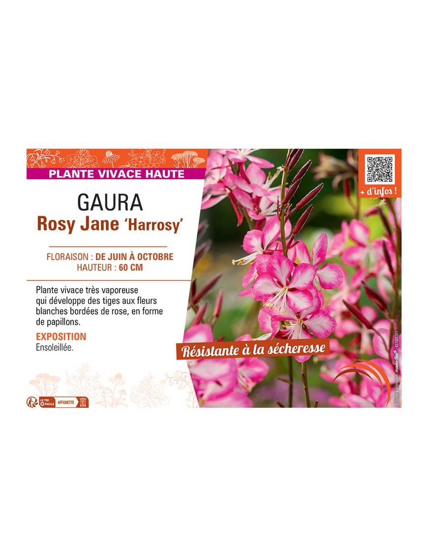 GAURA ROSY JANE Harrosy