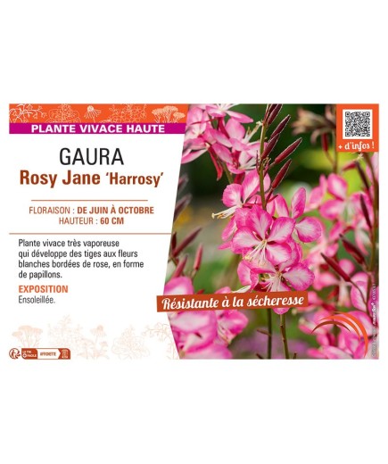 GAURA ROSY JANE Harrosy