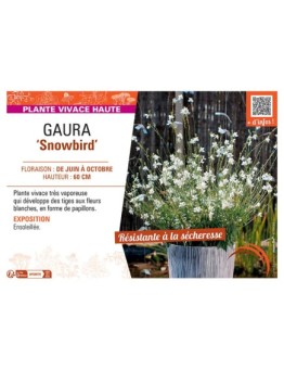 GAURA SNOWBIRD
