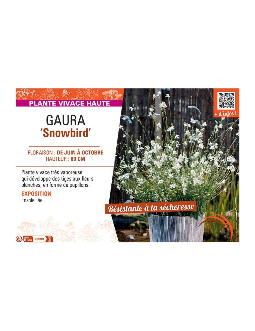 GAURA SNOWBIRD
