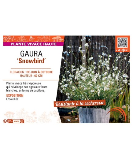 GAURA SNOWBIRD
