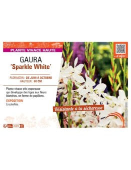 GAURA SPARKLE WHITE