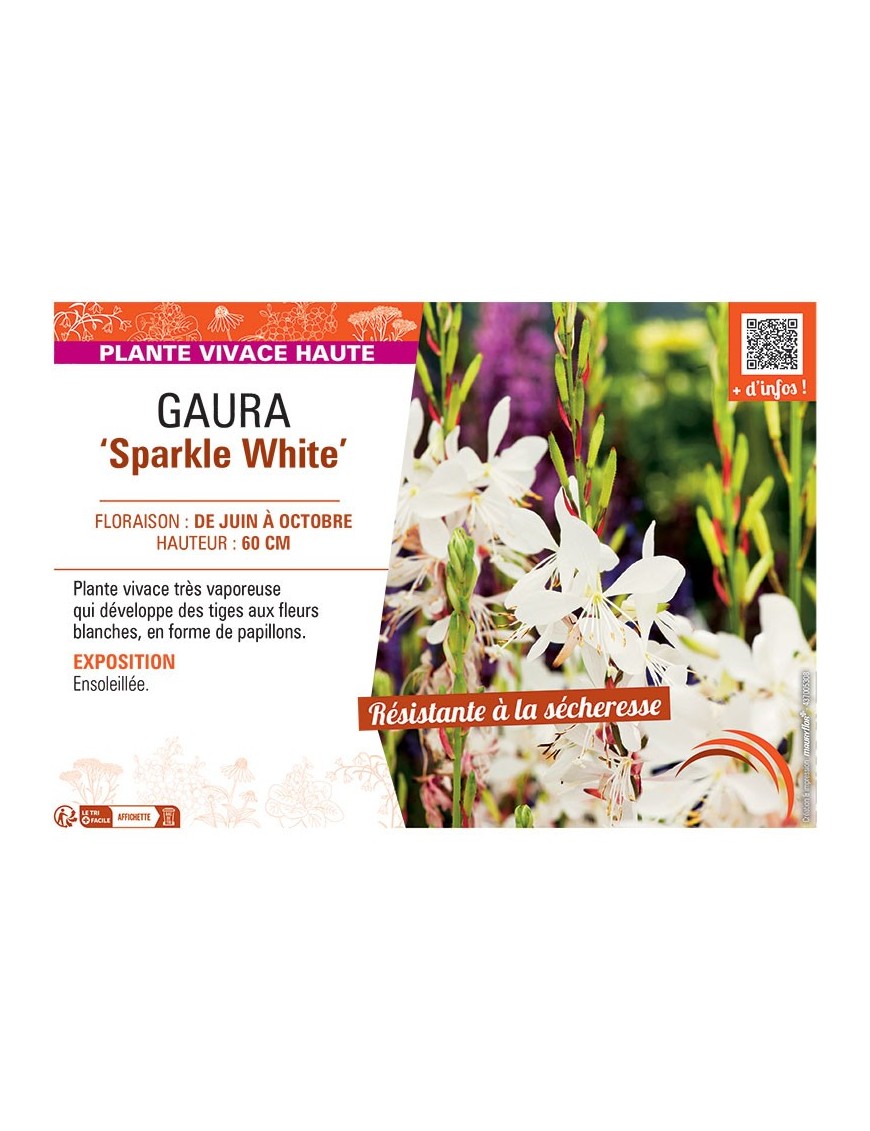 GAURA SPARKLE WHITE
