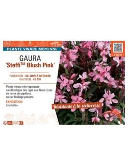 GAURA STEFFI™ BLUSH PINK