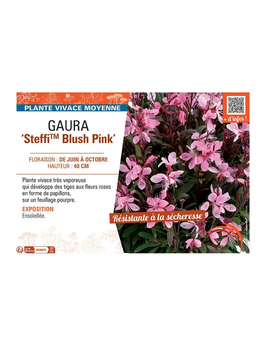 GAURA STEFFI™ BLUSH PINK