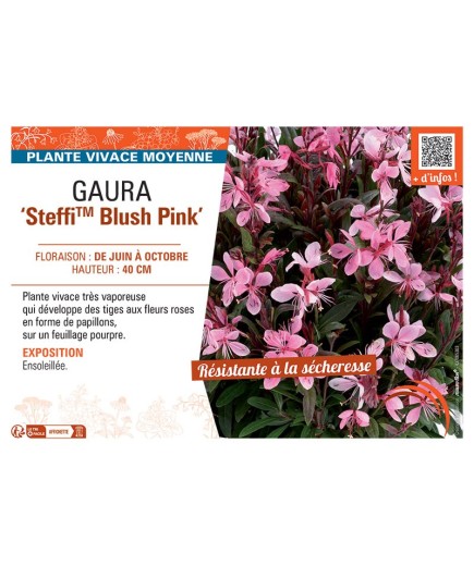 GAURA STEFFI™ BLUSH PINK