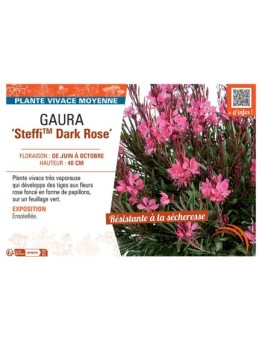 GAURA STEFFI™ DARK ROSE