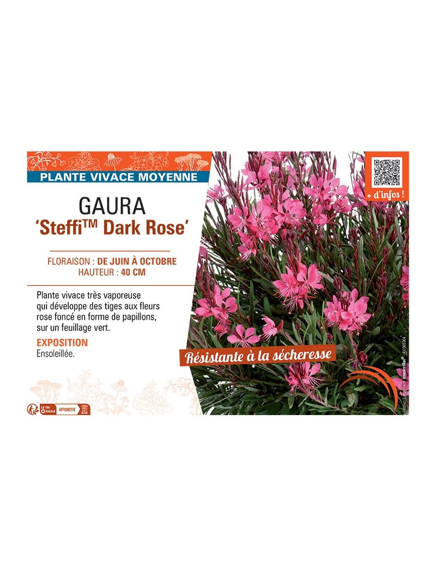 GAURA STEFFI™ DARK ROSE
