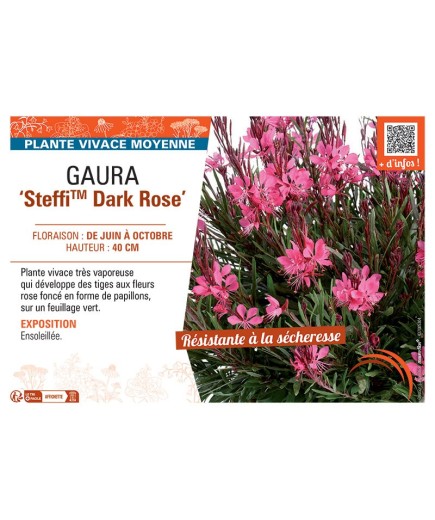 GAURA STEFFI™ DARK ROSE