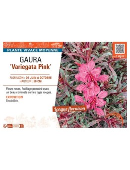 GAURA VARIEGATA PINK