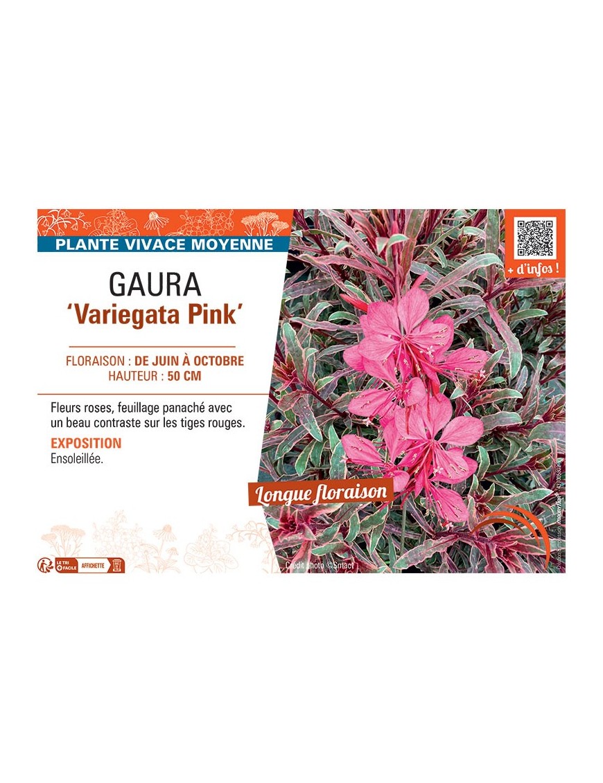 GAURA VARIEGATA PINK