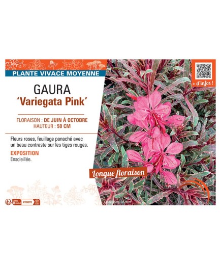 GAURA VARIEGATA PINK
