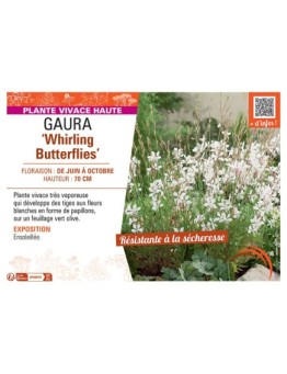 GAURA WHIRLING BUTTERFLIES