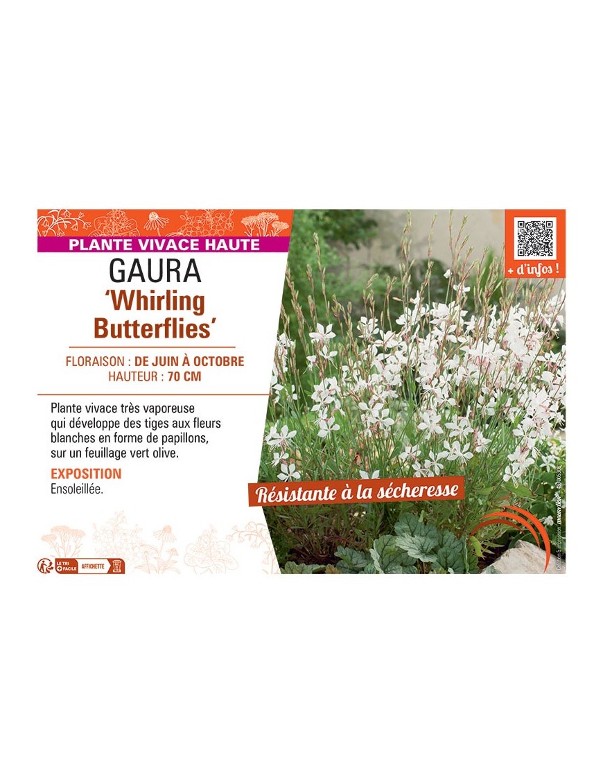 GAURA WHIRLING BUTTERFLIES