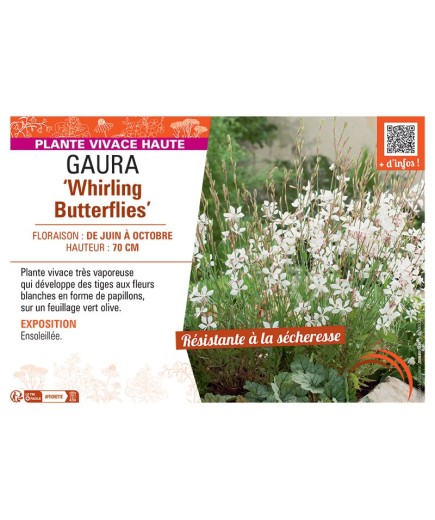 GAURA WHIRLING BUTTERFLIES