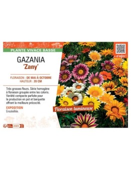 GAZANIA ZANY