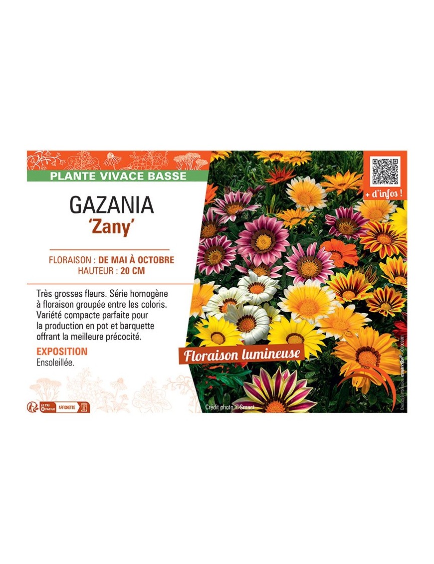 GAZANIA ZANY