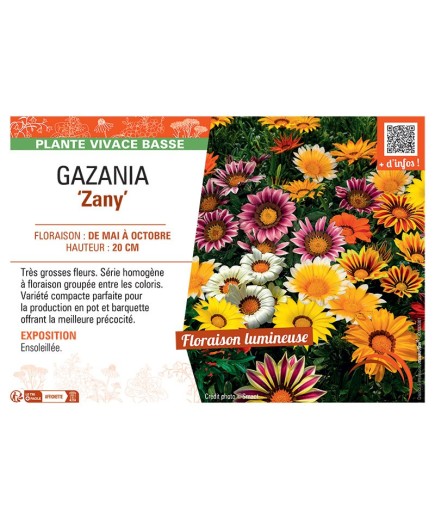 GAZANIA ZANY