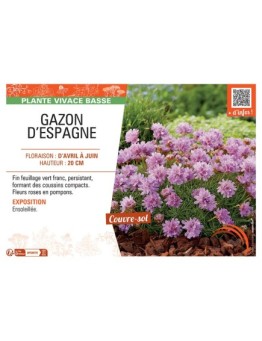 GAZON D'ESPAGNE (rose)
