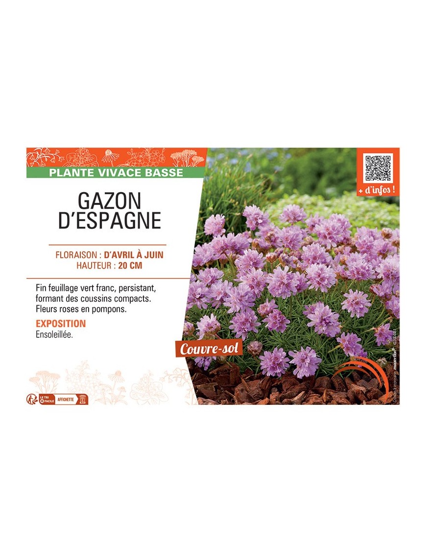 GAZON D'ESPAGNE (rose)