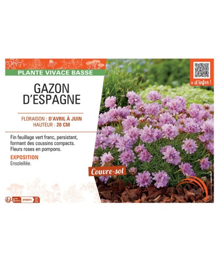 GAZON D'ESPAGNE (rose)