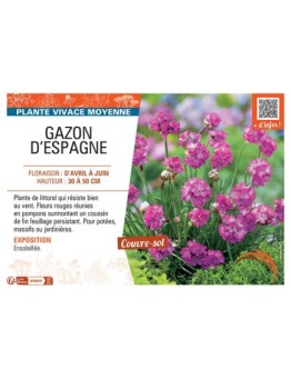 GAZON D'ESPAGNE (ROUGE)