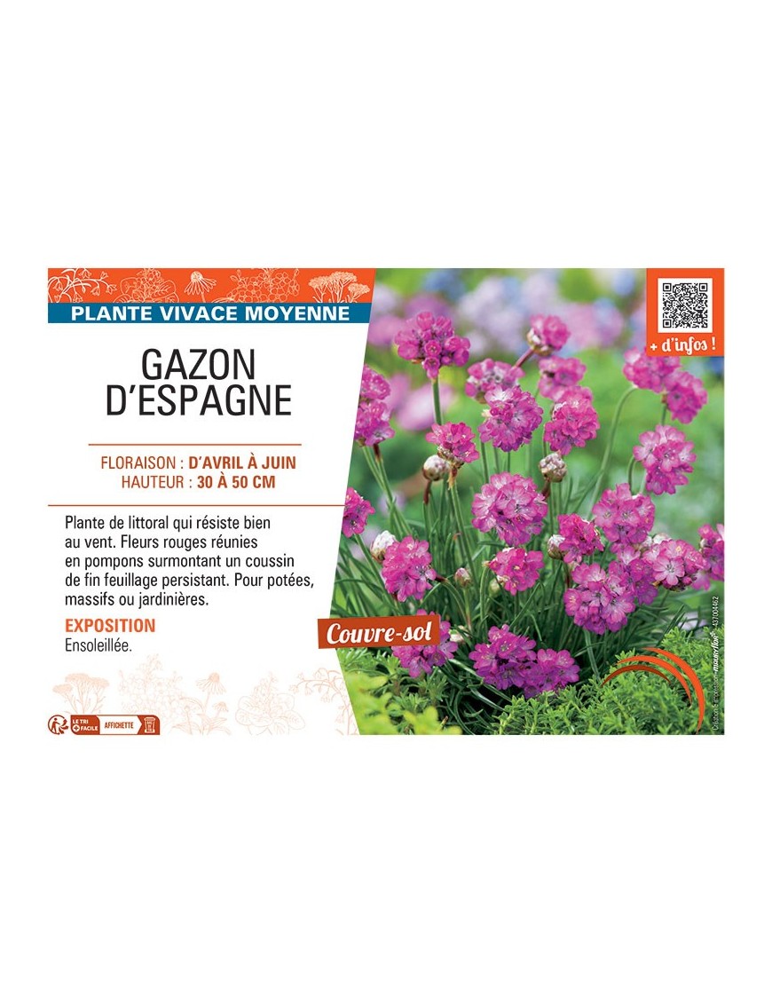 GAZON D'ESPAGNE (ROUGE)