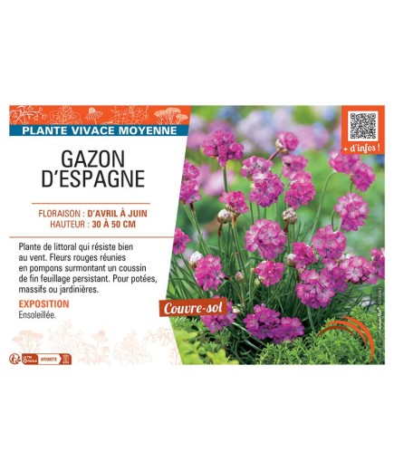 GAZON D'ESPAGNE (ROUGE)