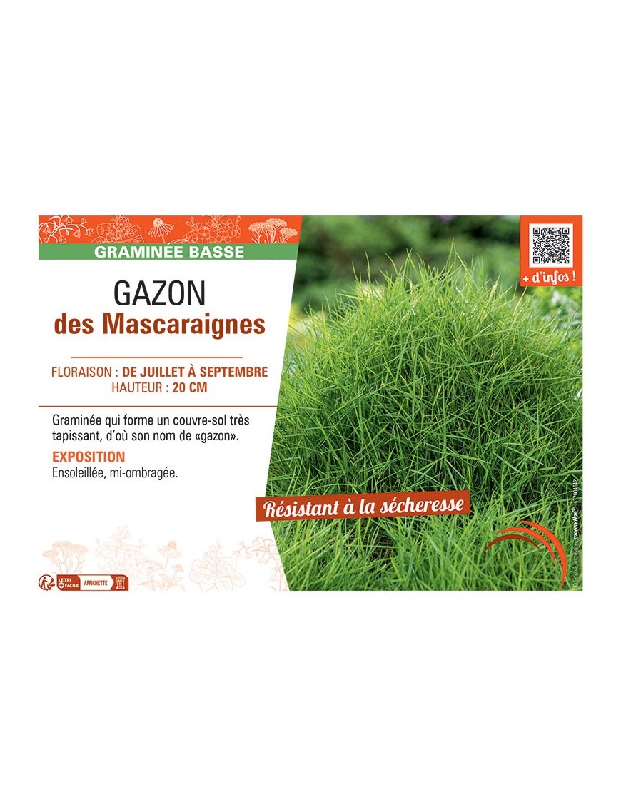 GAZON DES MASCARAIGNES