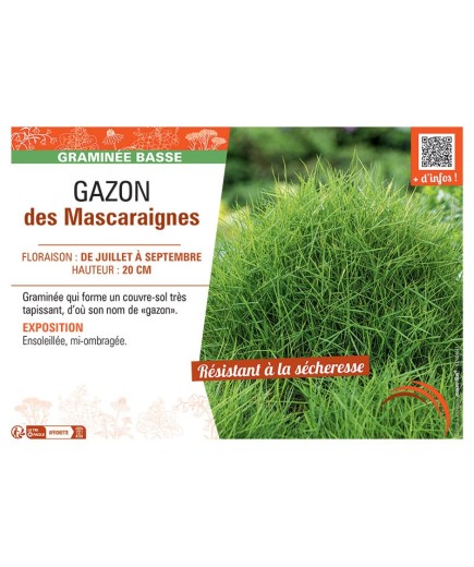 GAZON DES MASCARAIGNES