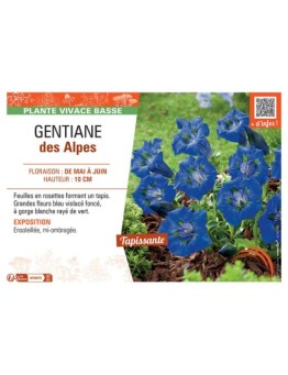 GENTIANE DES ALPES