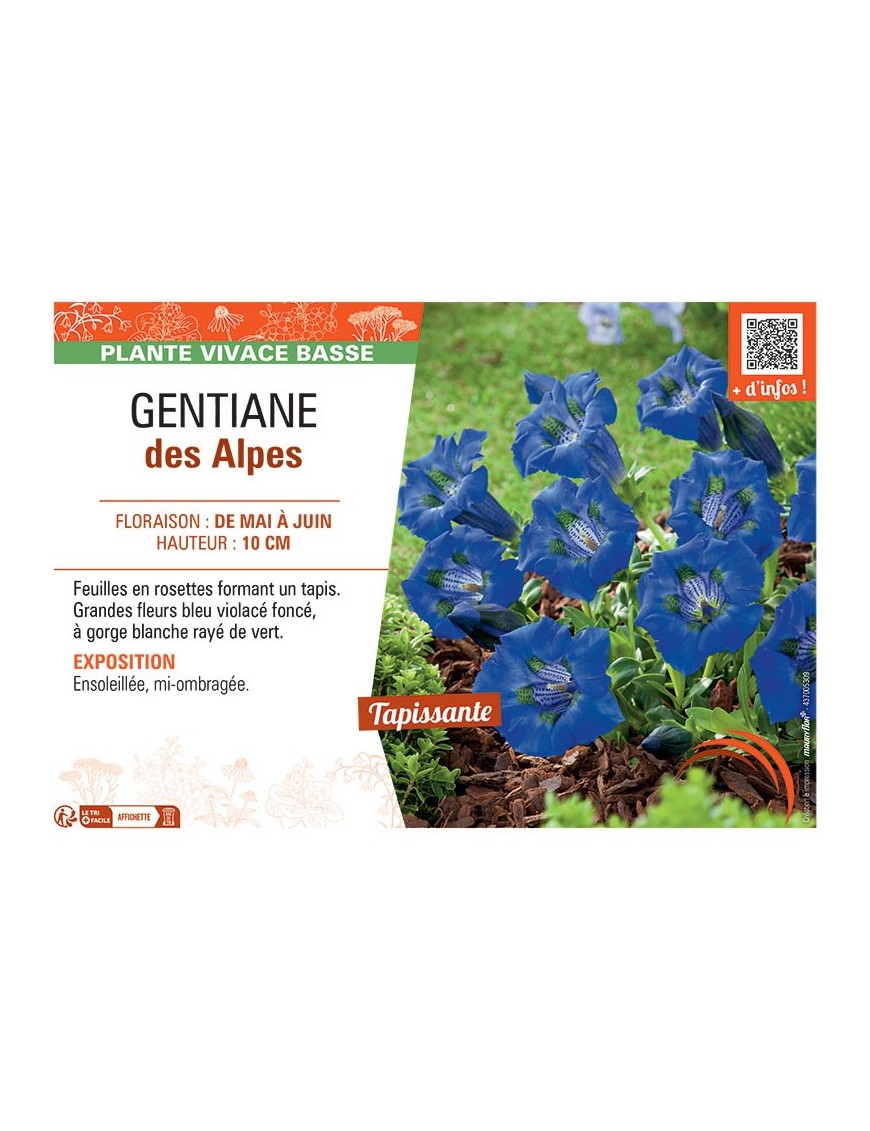 GENTIANE DES ALPES