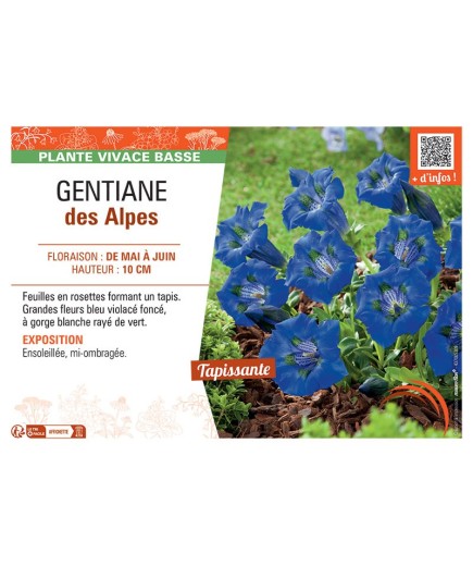 GENTIANE DES ALPES