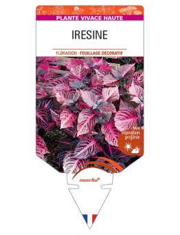 IRESINE