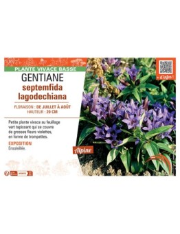 GENTIANE SEPTEMFIDA LAGODECHIANA