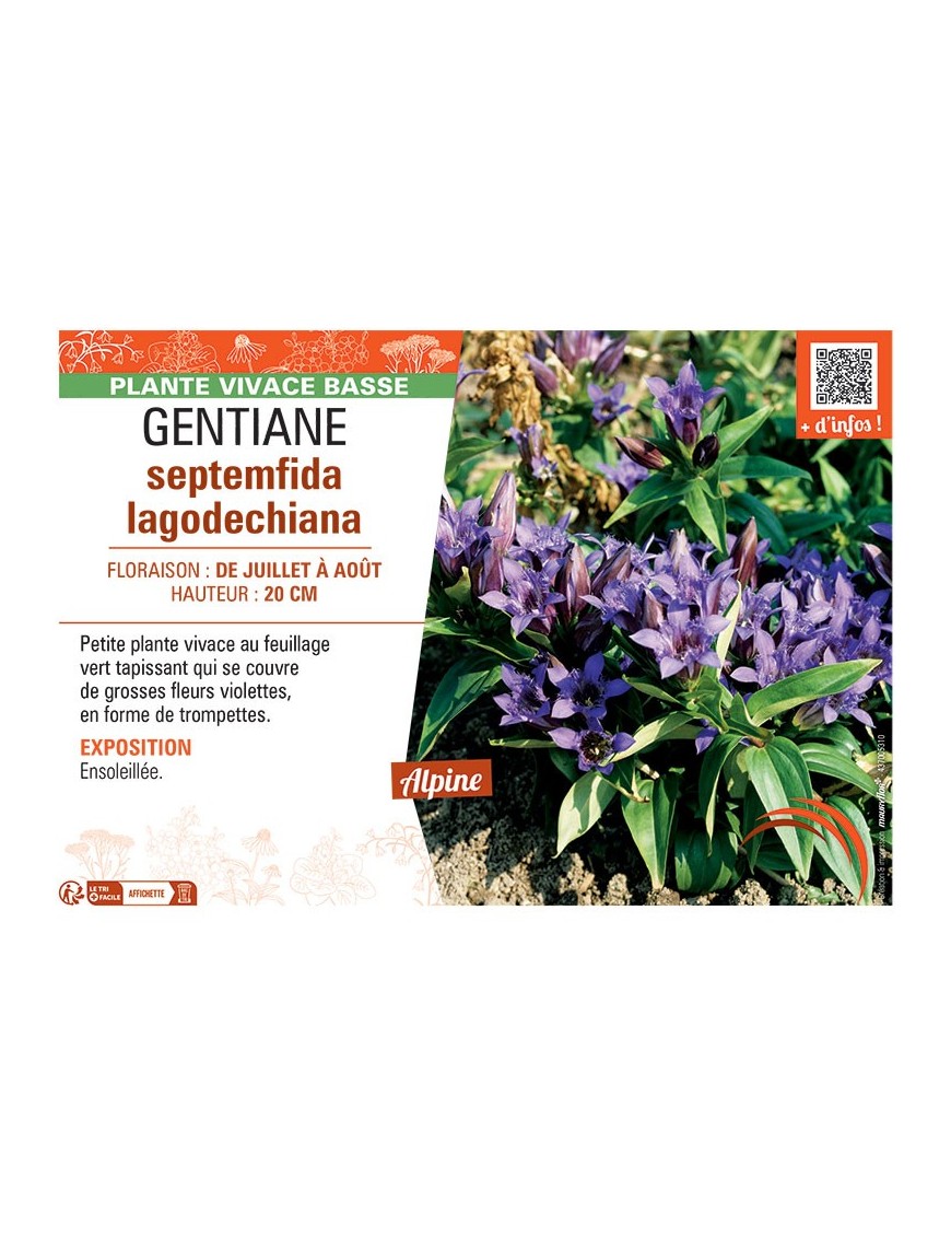 GENTIANE SEPTEMFIDA LAGODECHIANA