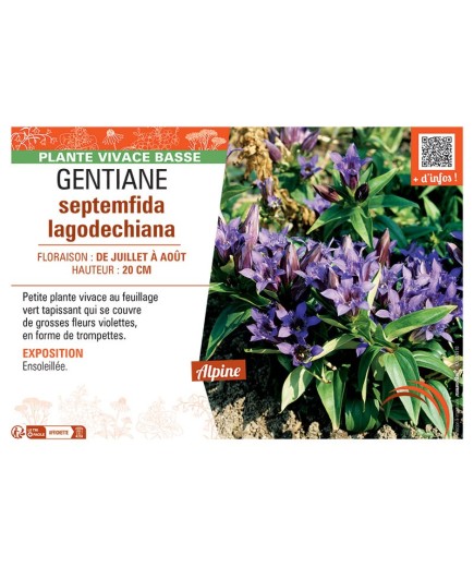 GENTIANE SEPTEMFIDA LAGODECHIANA