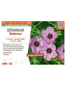 GERANIUM BALLERINA