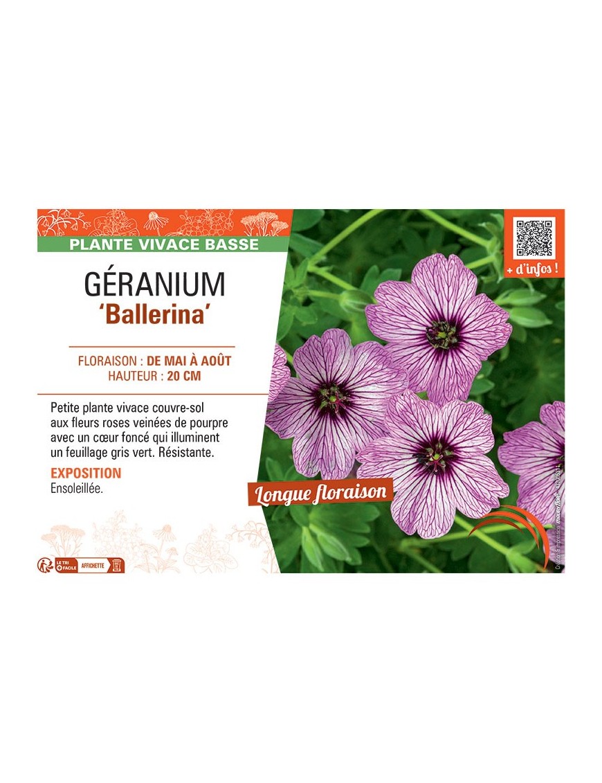 GERANIUM BALLERINA