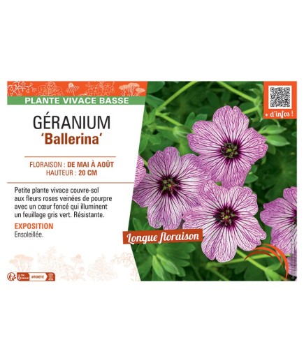 GERANIUM BALLERINA