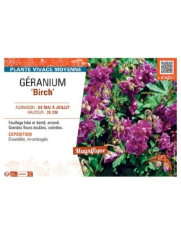 GERANIUM BIRCH