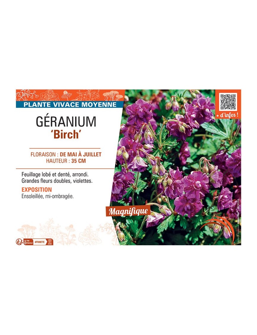 GERANIUM BIRCH