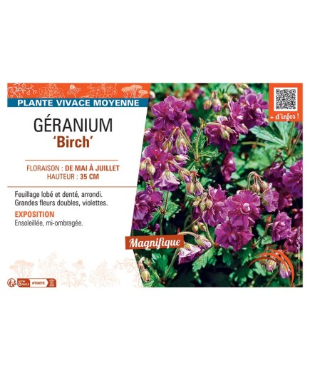 GERANIUM BIRCH
